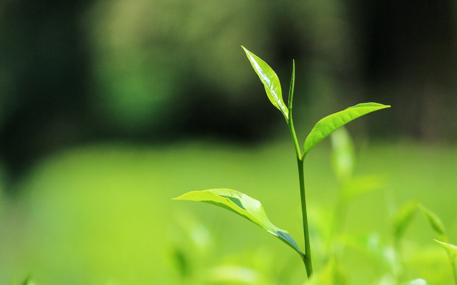 Ceylon Tea